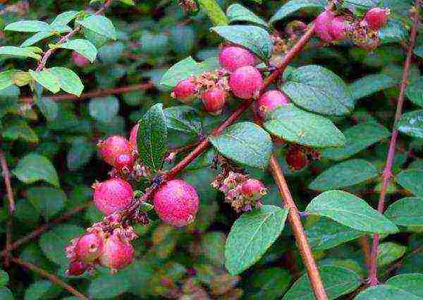 pagtatanim ng snowberry at pangangalaga sa bukas na bukid sa Urals