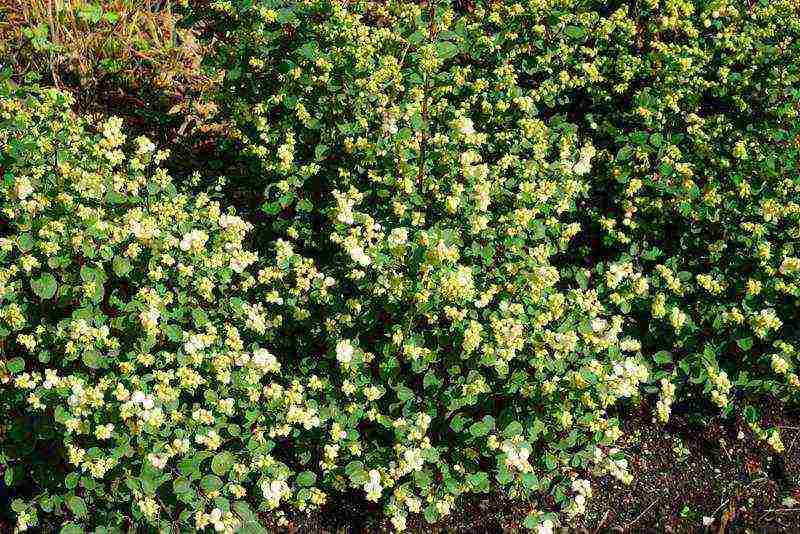 pagtatanim ng snowberry at pangangalaga sa bukas na bukid sa Urals