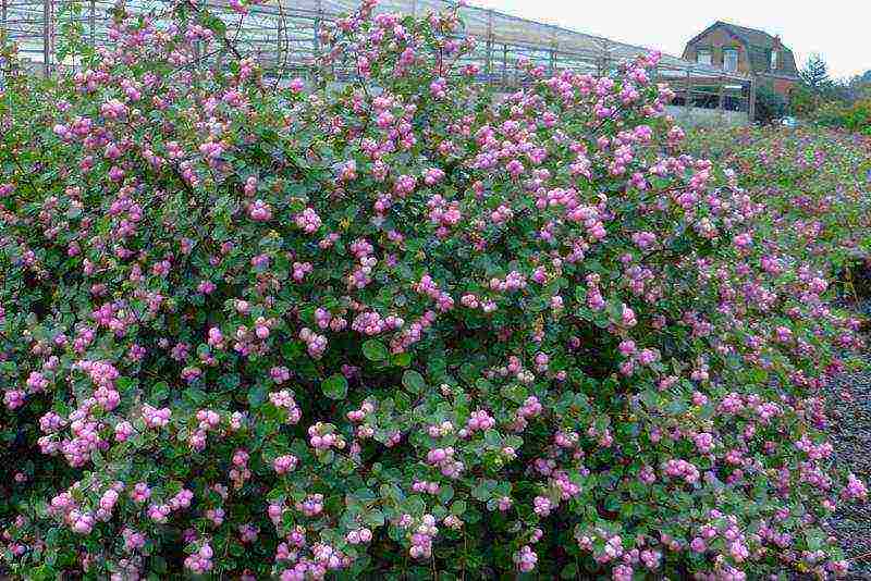 snowberry planting and care in the open field in the Urals