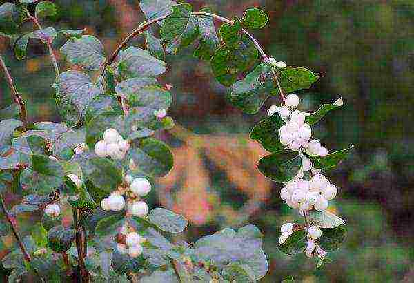 pagtatanim ng snowberry at pangangalaga sa bukas na bukid sa Urals