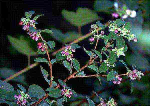 snowberry planting and care in the open field in the Urals