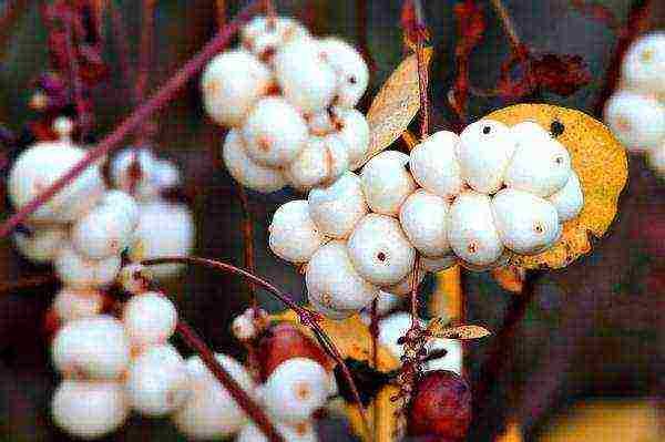 pagtatanim ng snowberry at pangangalaga sa bukas na bukid sa Urals