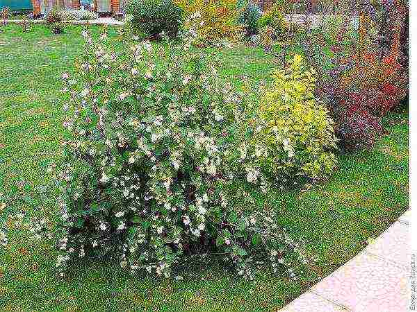 pagtatanim ng snowberry at pangangalaga sa bukas na bukid sa Urals