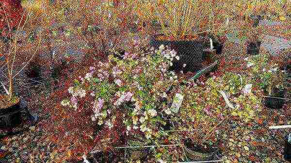 snowberry planting and care in the open field in the Urals