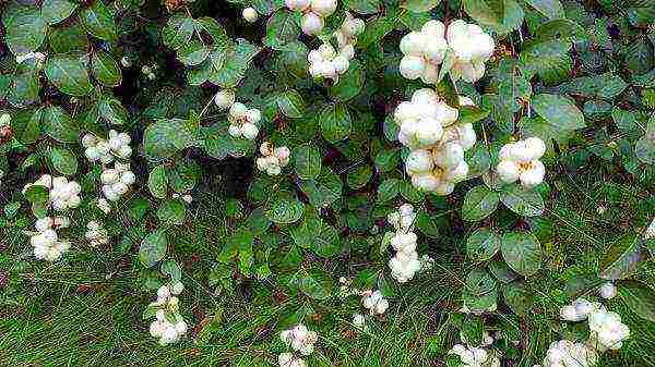 snowberry planting and care in the open field in the Urals