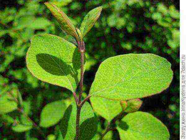 pagtatanim ng snowberry at pangangalaga sa bukas na bukid sa Urals