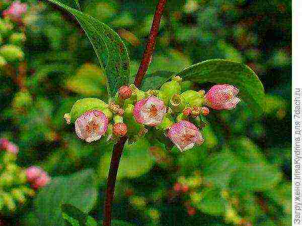 snowberry planting and care in the open field in the Urals