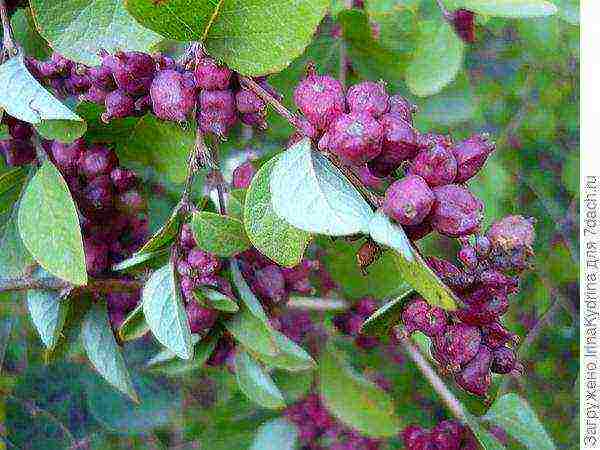 snowberry planting and care in the open field in the Urals