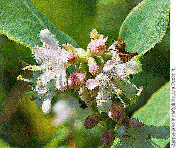 pagtatanim ng snowberry at pangangalaga sa bukas na bukid sa Urals