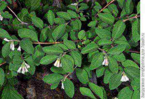 pagtatanim ng snowberry at pangangalaga sa bukas na bukid sa Urals