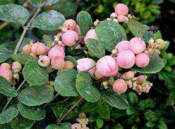 snowberry planting and care in the open field in the Urals