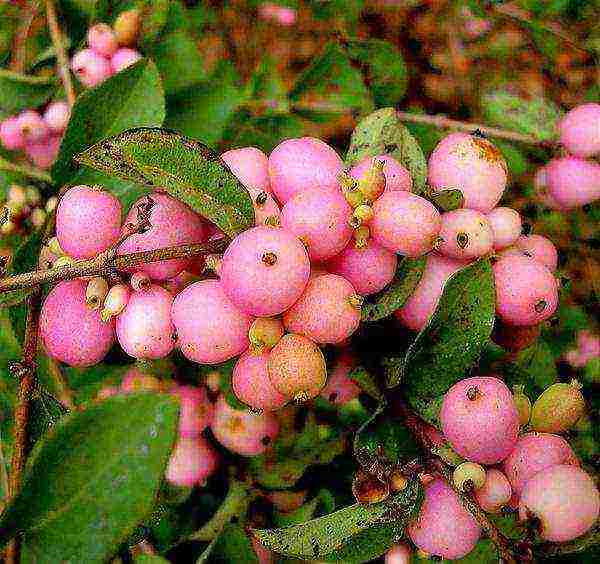 pagtatanim ng snowberry at pangangalaga sa bukas na bukid sa Urals