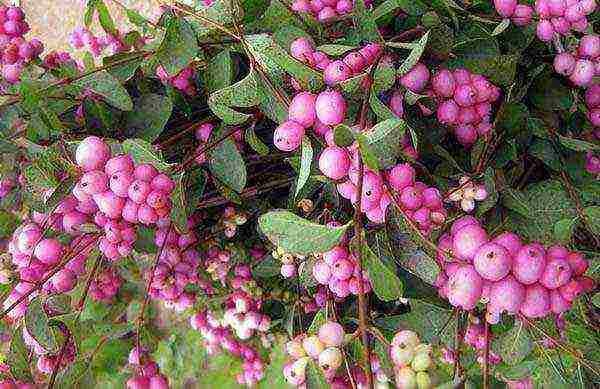 pagtatanim ng snowberry at pangangalaga sa bukas na bukid sa Urals