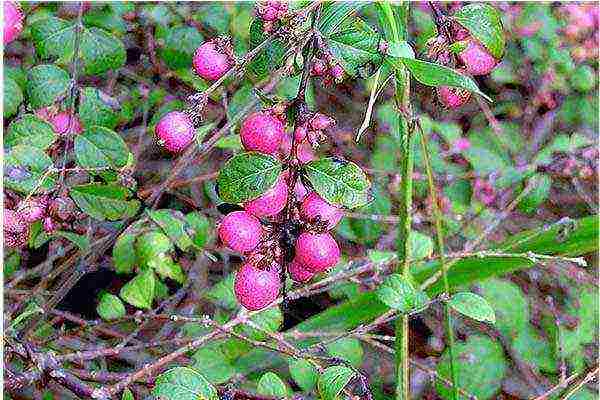 snowberry planting and care in the open field in the Urals