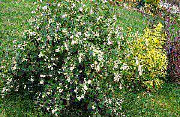 pagtatanim ng snowberry at pangangalaga sa bukas na bukid sa Urals