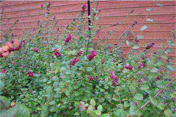 snowberry planting and care in the open field in the Urals