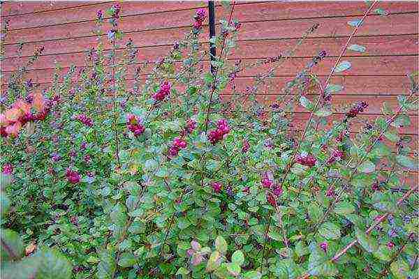 pagtatanim ng snowberry at pangangalaga sa bukas na bukid sa Urals