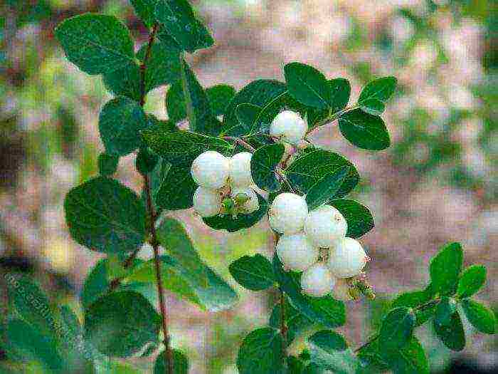 snowberry planting and care in the open field in the Urals