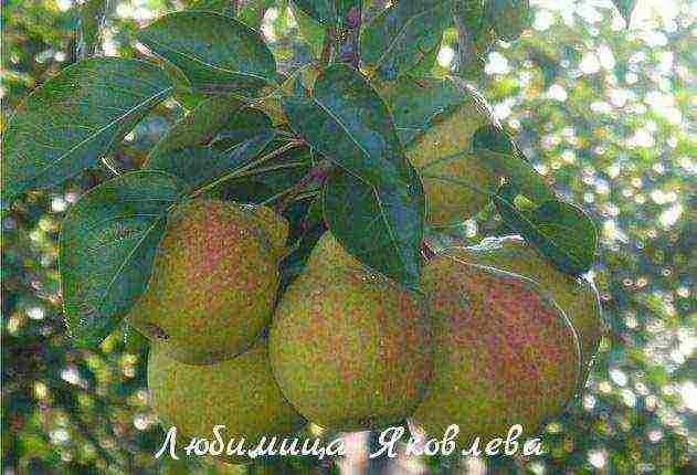 the best pear variety