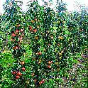 apple variety currency columnar in which zone is grown