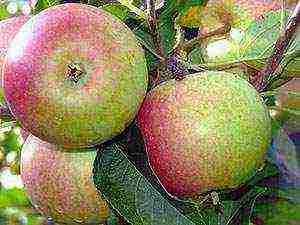 apple variety currency columnar in which zone is grown