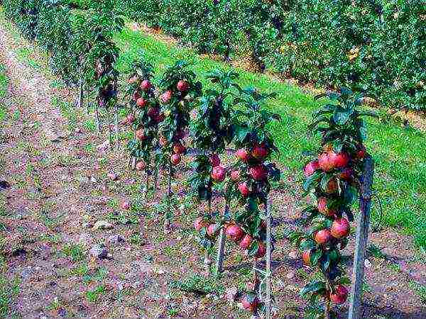 apple variety currency columnar in which zone is grown