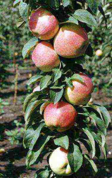 apple variety currency columnar in which zone is grown