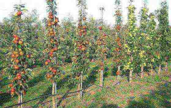 apple variety currency columnar in which zone is grown