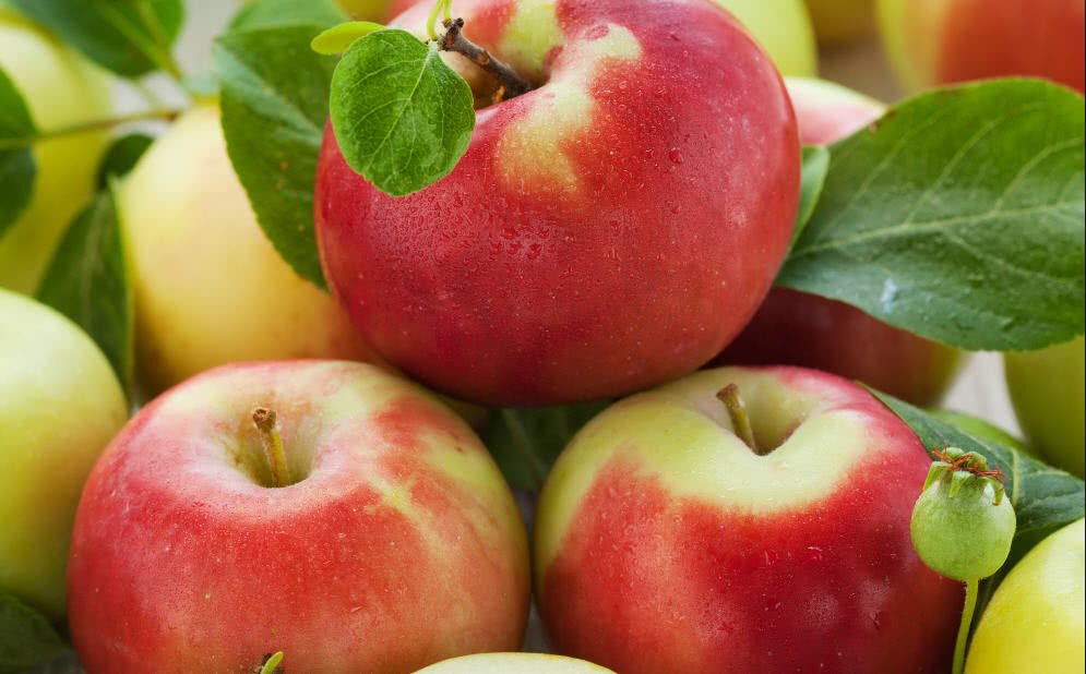 apple variety currency columnar in which zone is grown