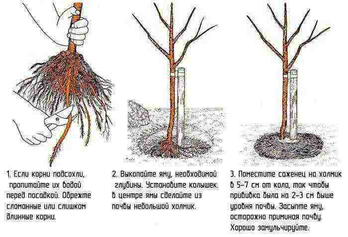 apple variety currency columnar in which zone is grown