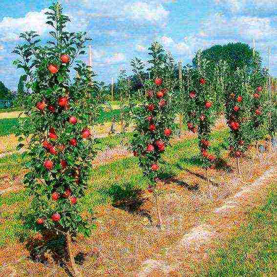 apple variety currency columnar in which zone is grown