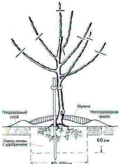 apple variety currency columnar in which zone is grown