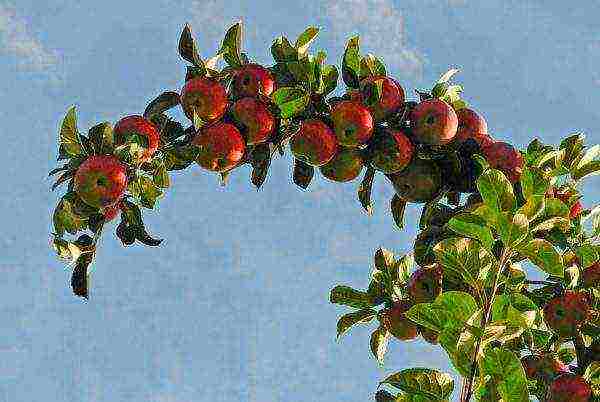 apple variety currency columnar in which zone is grown