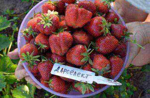 mahusay na mga varieties ng strawberry