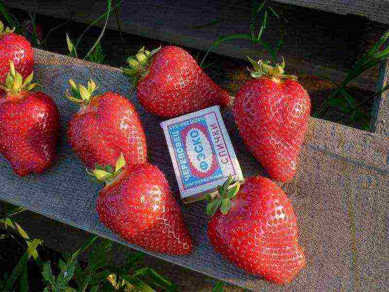 mahusay na mga varieties ng strawberry