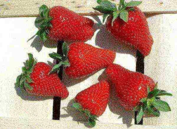 mahusay na mga varieties ng strawberry