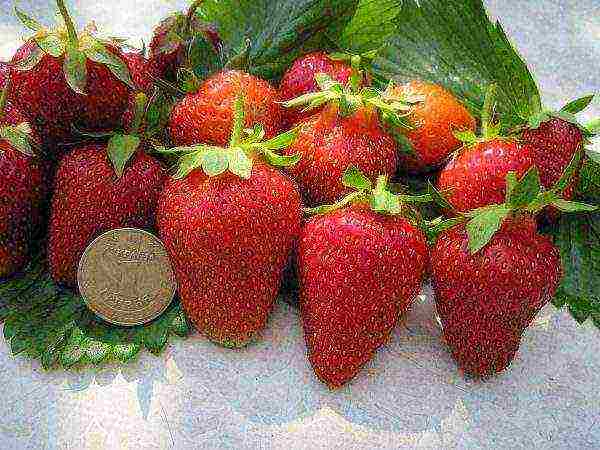 mahusay na mga varieties ng strawberry