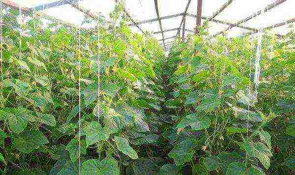 varieties of good cucumbers