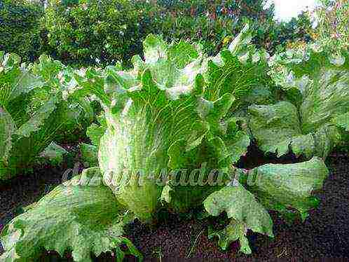 varieties of head lettuce grown in the open field