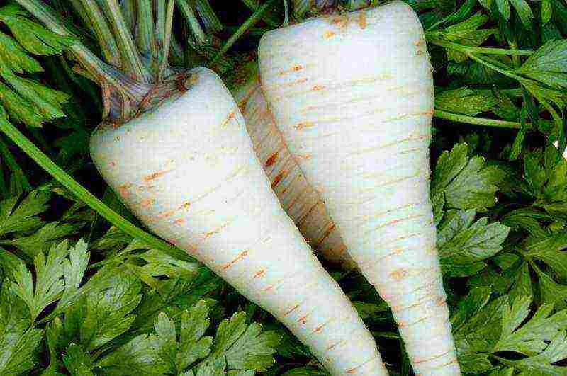 parsley varieties are the best