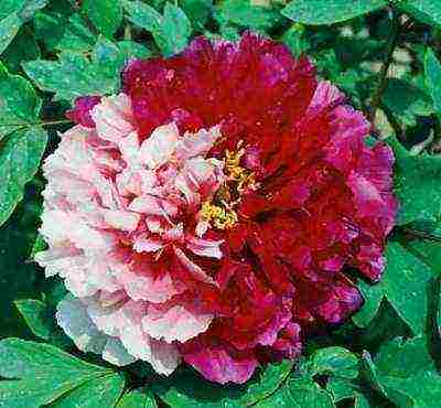 varieties of peonies are the best