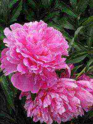 varieties of peonies are the best