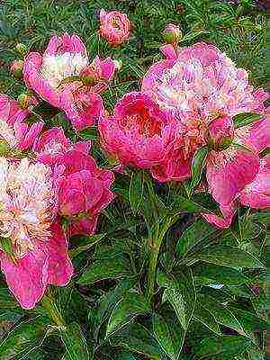 varieties of peonies are the best