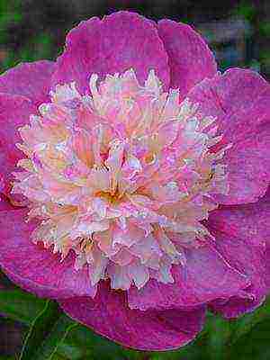 varieties of peonies are the best