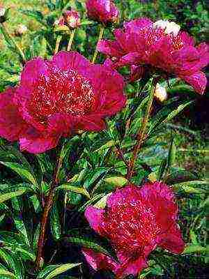 varieties of peonies are the best