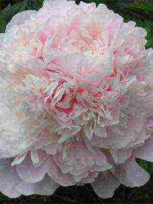 varieties of peonies are the best