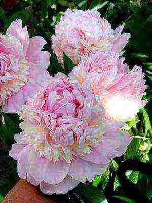 varieties of peonies are the best