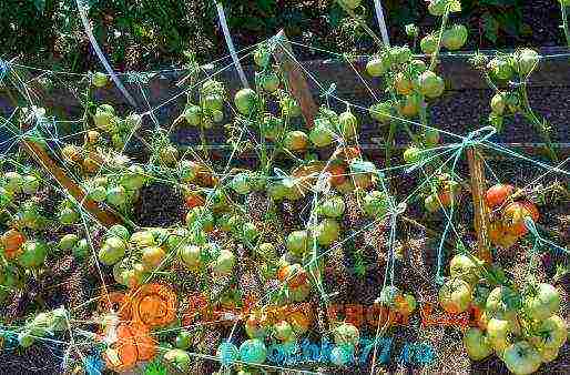 tomato varieties are good