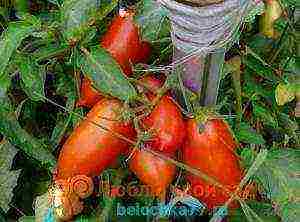 tomato varieties are good