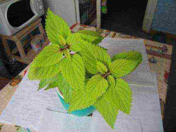 compare a coleus plant grown in bright light